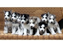 Male and female Siberian Husky pups Image eClassifieds4U