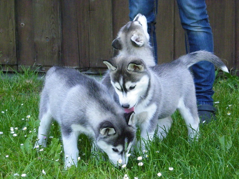 Siberian husky puppies Image eClassifieds4u