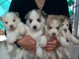 Siberian Husky Puppies available Image eClassifieds4u