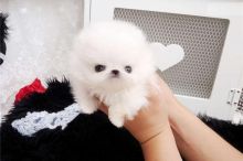 Adorable and loving T-cup pomeranian puppies for your home.