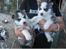 ###stunning litter of A K C Registered Black/White Siberian Husky puppies.