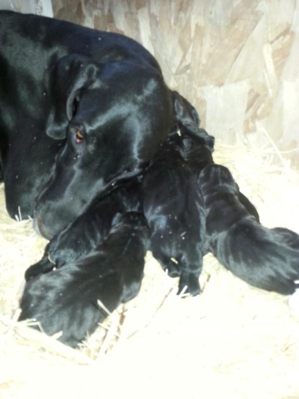 Great Dane Puppies Image eClassifieds4u