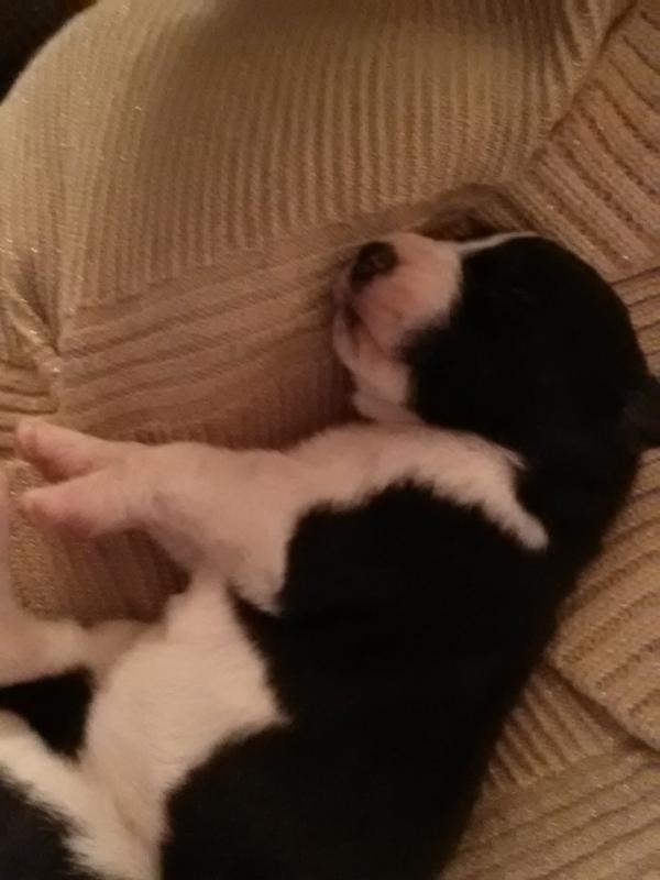 Great Dane Puppies Image eClassifieds4u