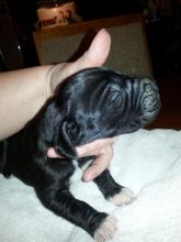 Great Dane Puppies Image eClassifieds4u 2