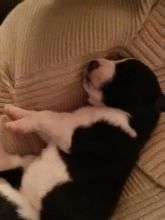 Great Dane Puppies Image eClassifieds4u 3