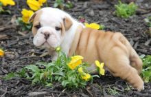 English Bulldog Puppies Ready For New Home