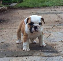 English bulldog puppies available now.