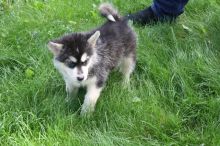 Lovely Male and Female Alaskan Malamute Available