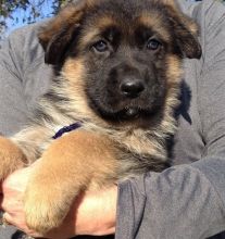 Pedigree German Shepherd Puppies Now Ready