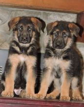 Real Healthy German Shepherd Puppies !!