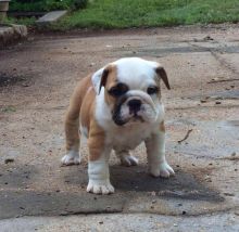 Well Socialized English bulldog Puppies