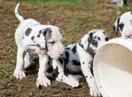 AKC Female and Male Great Dane puppies for sale Image eClassifieds4u