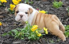 English Bull dog puppies. Image eClassifieds4u 2