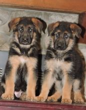 Real Healthy German Shepherd Puppies !! Image eClassifieds4U