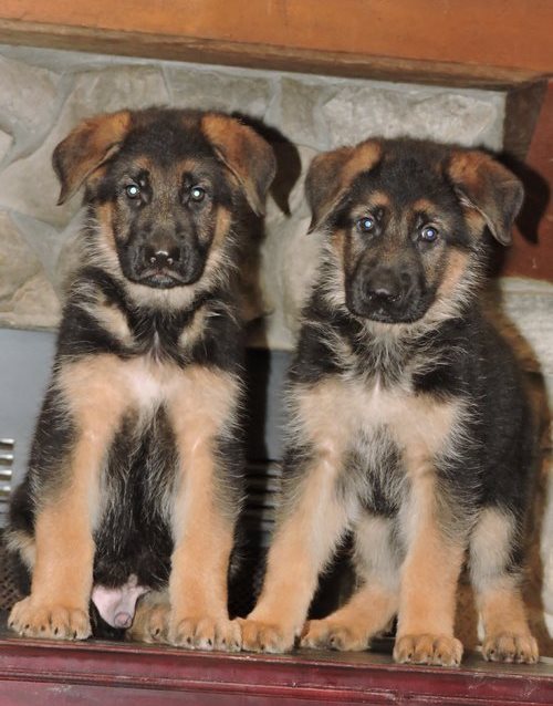 Real Healthy German Shepherd Puppies !! Image eClassifieds4u