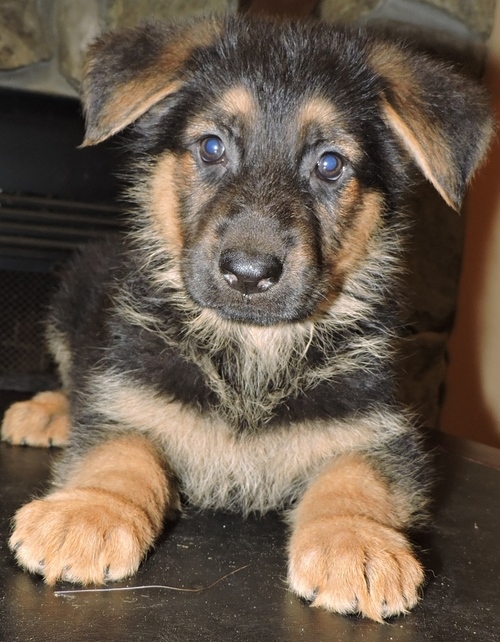 Young Adorable GERMAN Shepherd Puppies Image eClassifieds4u
