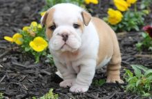 Amazing English bulldog puppies available for free