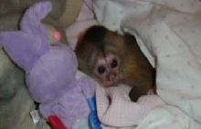 Amazing Capuchin Monkey Text (819) 412-1240