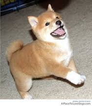 Amazing Shiba Inus
