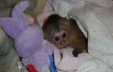 Beautiful Female Capuchin Monkey for Sale Text (819) 412-1240