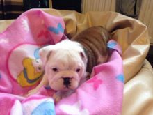 Beautiful Pure Pedigree Bulldog Puppies