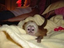 Charming white face female capuchin Text (819) 412-1240