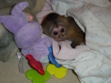 fantastic capuchin monkeys for adoption