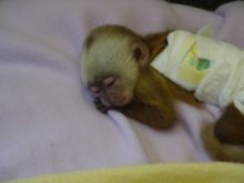 Female Adorable baby Monkey contact (819) 412-1240