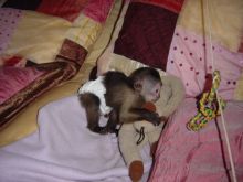 Female white face baby Capuchin Text (819) 412-1240