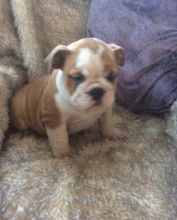 Fully Vaccinated English Bulldog Pups