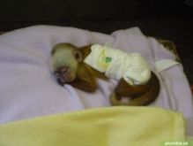 Magnificent capuchin monkey Text (819) 412-1240