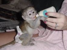 Small Capuchin Monkey Text (819) 412-1240