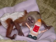 socialized baby female CAPUCHIN monkey Text (819) 412-1240