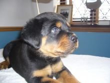 Stunning Kc Reg Rottweiler Puppies Ready Now