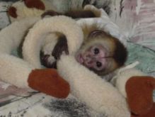 Sweet baby capuchin monkeys for adoption