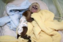 Wonderful Lovely Capuchin monkey for adoption