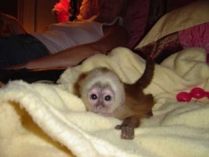 Charming white face female capuchin Text (819) 412-1240 Image eClassifieds4u