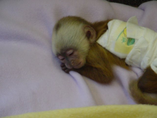 Female Adorable baby Monkey contact (819) 412-1240 Image eClassifieds4u