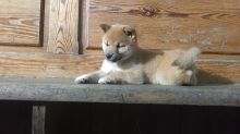 Japanese Shiba Inu Pups For Sale Image eClassifieds4U