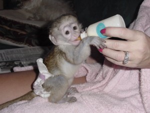 Small Capuchin Monkey Text (819) 412-1240 Image eClassifieds4u