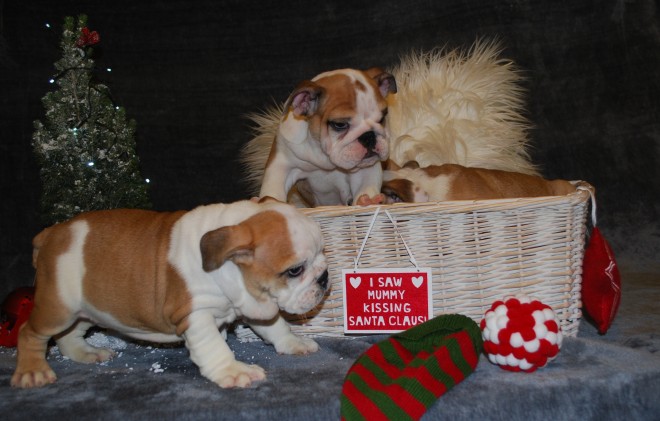 Stunning Puppies Ready Boys& Girls Image eClassifieds4u