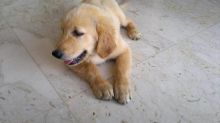 Charming Golden Retriever puppies for you