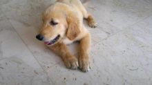 Male and Female Golden Retriever Puppies Available