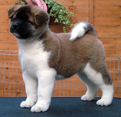 Absolutely Gorgeous Akita Puppies Image eClassifieds4u