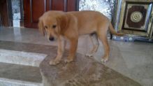 Very healthy Golden Retriever Puppies Image eClassifieds4u 2