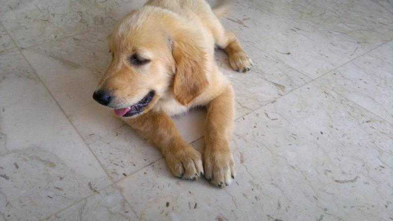 Male and Female Golden Retriever Puppies. Image eClassifieds4u