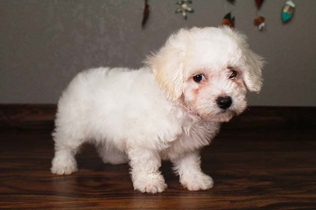 bichon puppy for sale Image eClassifieds4u