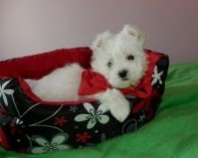 Needing A Great Home Urgently!! Angelic Maltese Pup!!