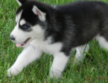 Purebred Siberian Husky Puppies Available Text (313) 482-9956