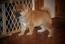 Adorable AKC Reg, Shiba Inu Pupps ready for good homes..